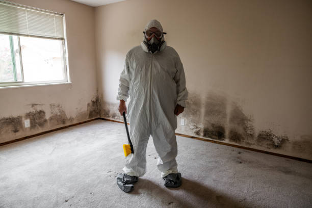 Best Emergency Mold Remediation  in Harahan, LA